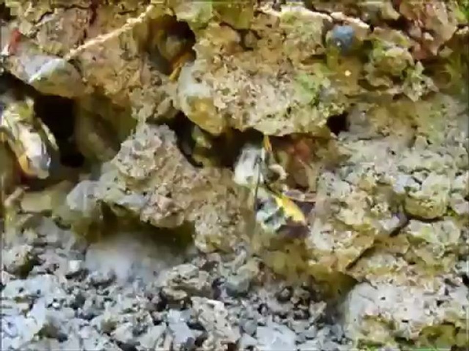 Abeilles maçonnes extrayant la boue pour leurs nids