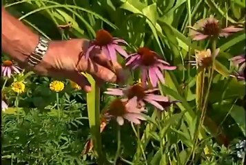 Daniel Stowe Gardens Charlotte, NC