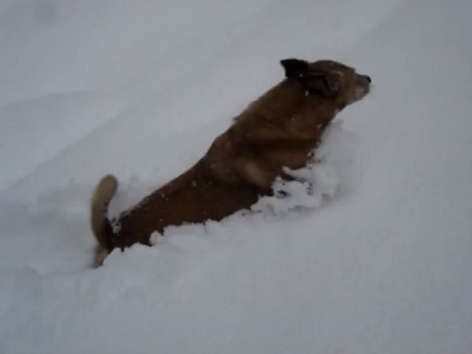 Bobby dans la poudreuse