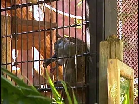 Central Florida Zoo Part 2