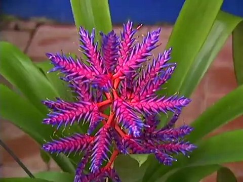 Fairchild Tropical Botanical Gardens Part 3