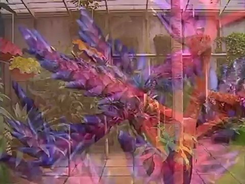 Fairchild Tropical Botanical Gardens Part 2