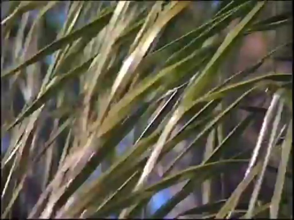 Tim's Tips: Pulling Weeds