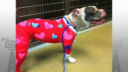 Bull Terrier Still Recovering After Doghouse Fire