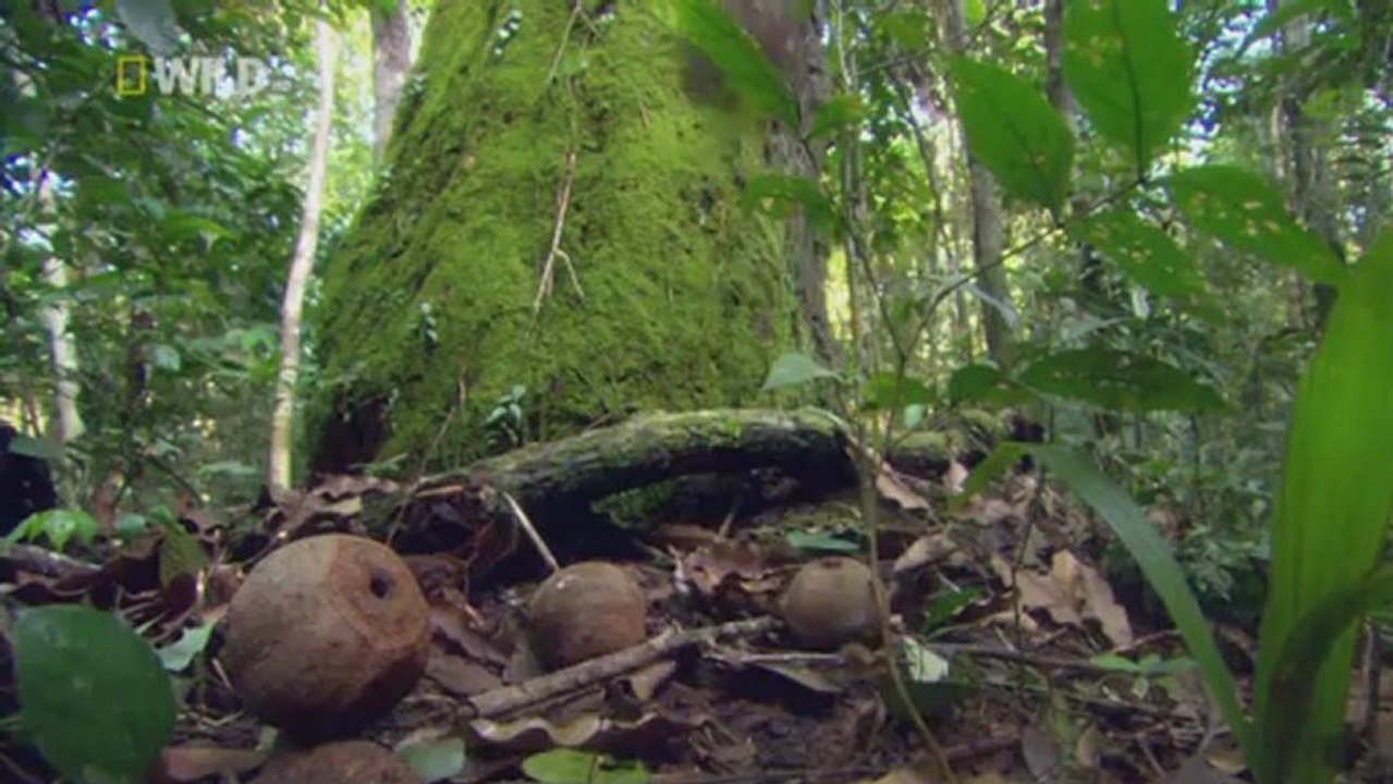 Stop the Belo Monte Monster Dam