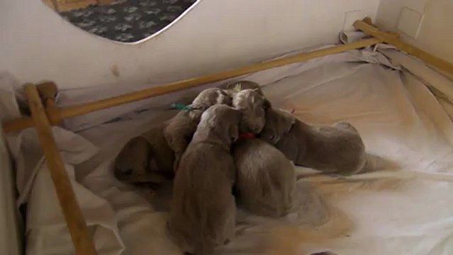 braque de weimar Jesse.Ewan bébés poils longs Jours 10