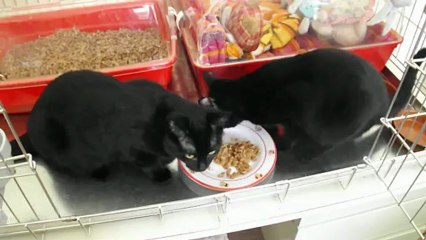 20/02/2013 Elliot et Nolan goûtent  à la pâtée : testée et approuvée !