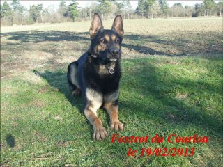 Foxtrot Février 2013