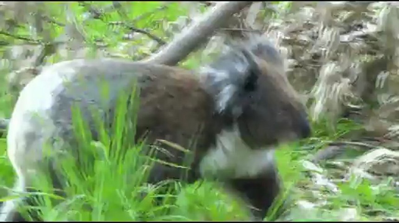 Koala moves