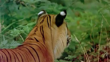 India Kingdom of the Tiger