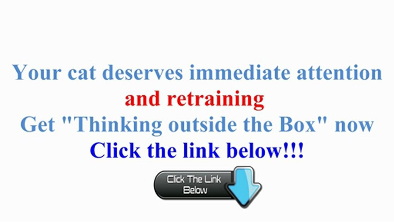 Stop kitten peeing – How stop peeing outside the litter box