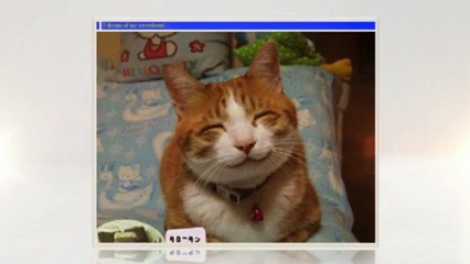 Kyle Kirschbaum Funny Animals