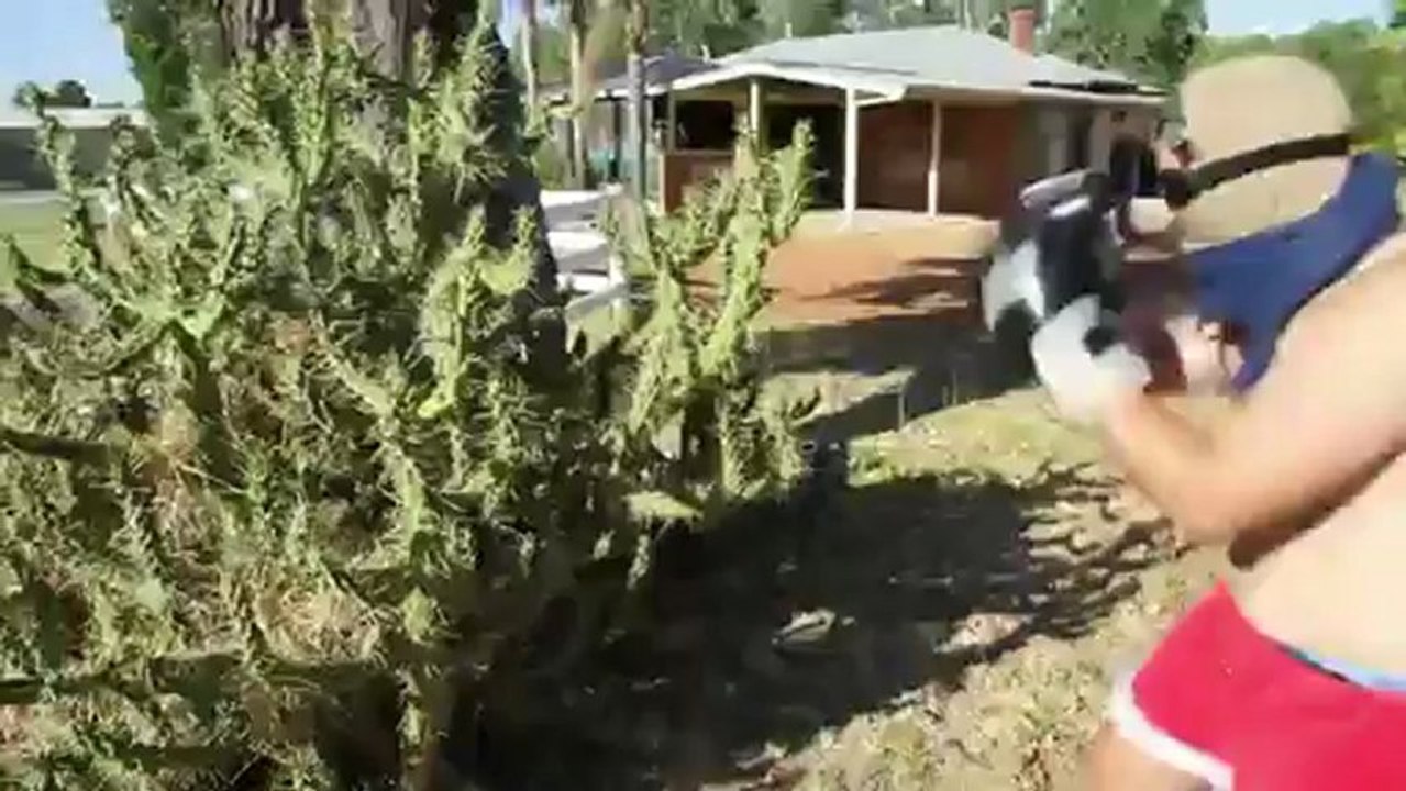 Il saute dans un cactus, mais va vite le regretter !