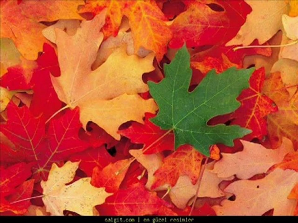 Emin Güllüce - Gelin