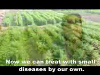 Herbal plants demo plot