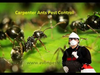 Pest Control Companies In Canada