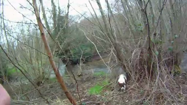 chasse à la bécasse au braque français