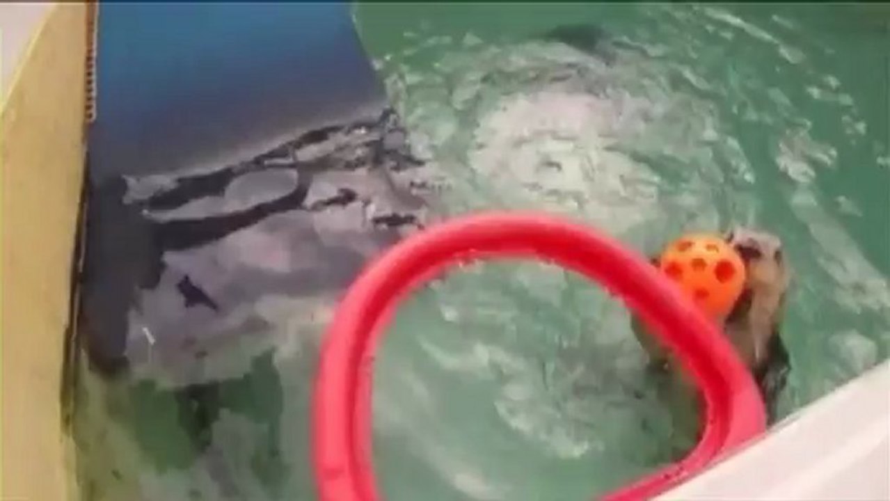 Eddie der otter: ein tierischer basketball-star