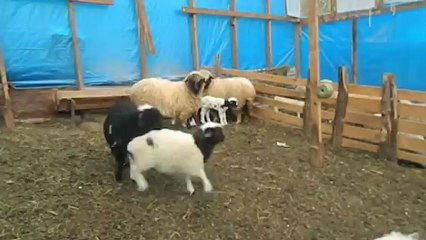 kuzuların sessizliği