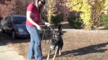 Dog Training Miracles - German Shepherd Client Testimonial