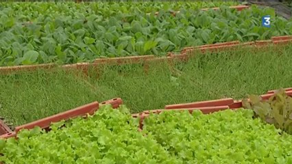 Des idées de campagne 2/5: rencontre avec un maraîcher de l'intensif au bio