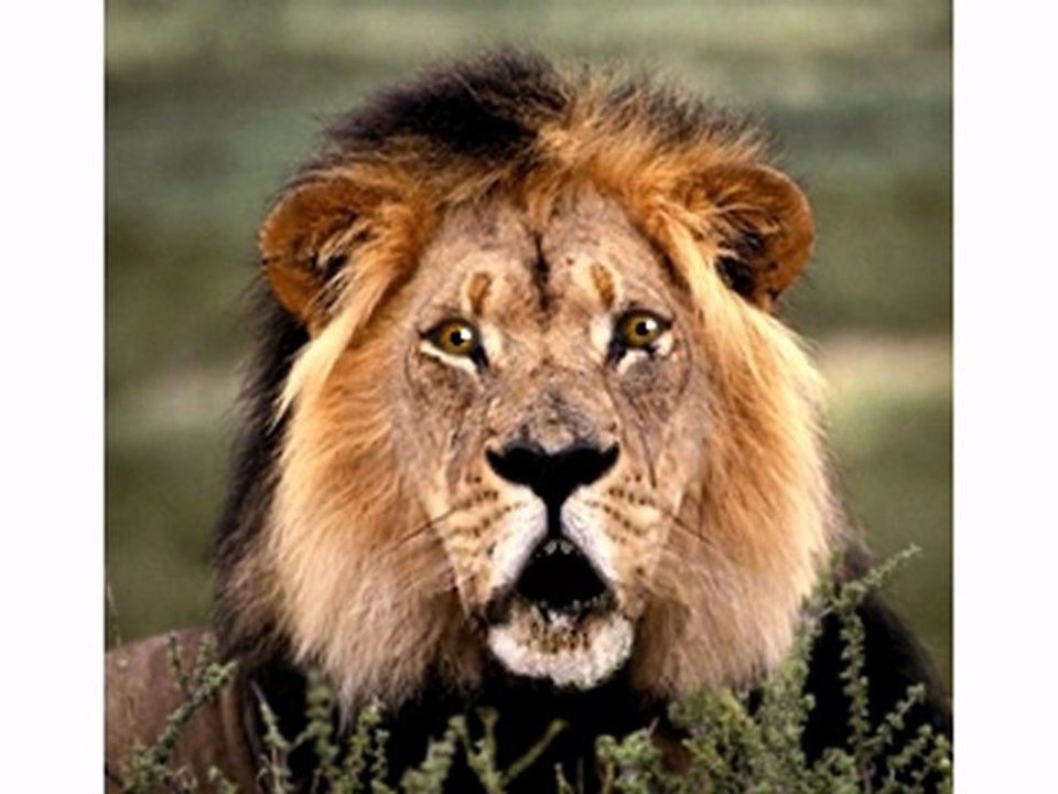 Lion qui fredonne