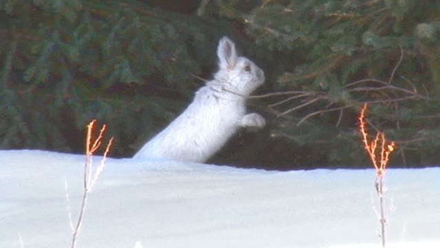 How To Protect Shrubs And Trees From Rabbits