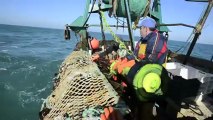 Pêche à la coquille : une journée en baie de Chausey