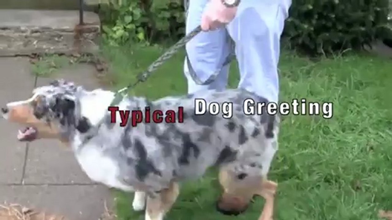 Sit Means Sit - Atlanta - Aggressive Dog Training