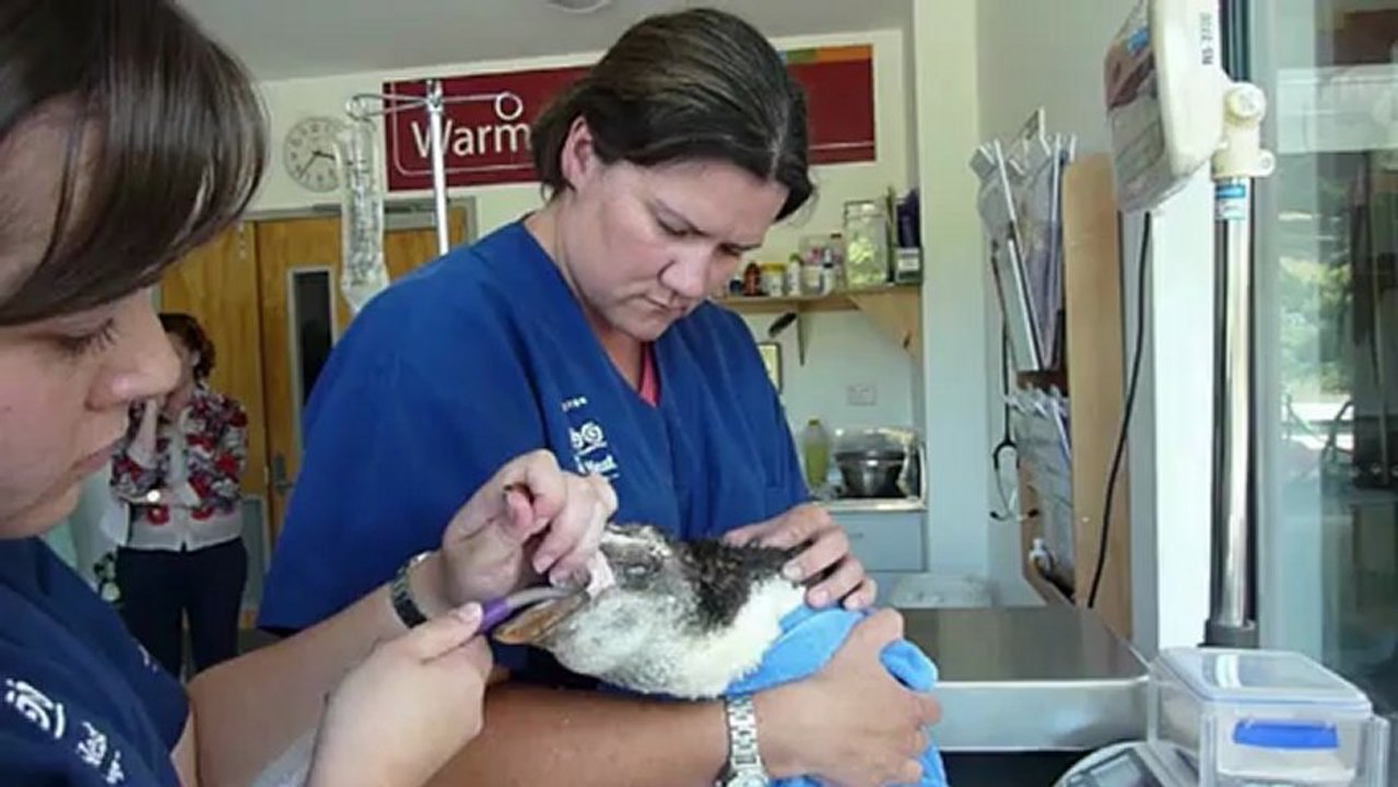 "happy feet junior": junger königspinguin gestrandet