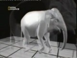 Autopsia a un elefante: Sistema respiratorio