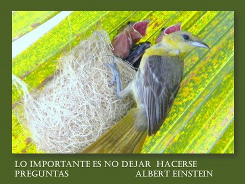 FRASES Y PROVERBIOS CELEBRES