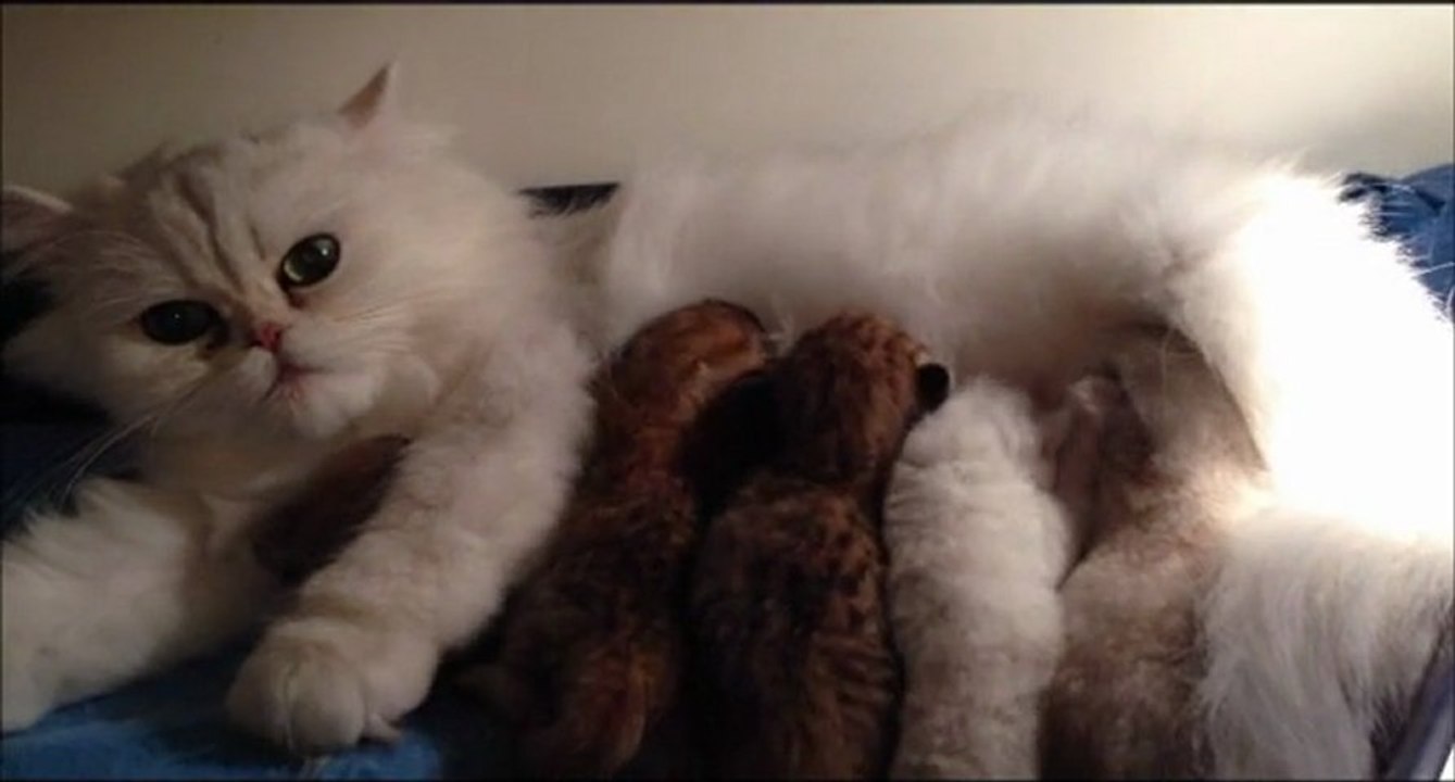 Portée de chatons persans Golden Shell et Chinchilla