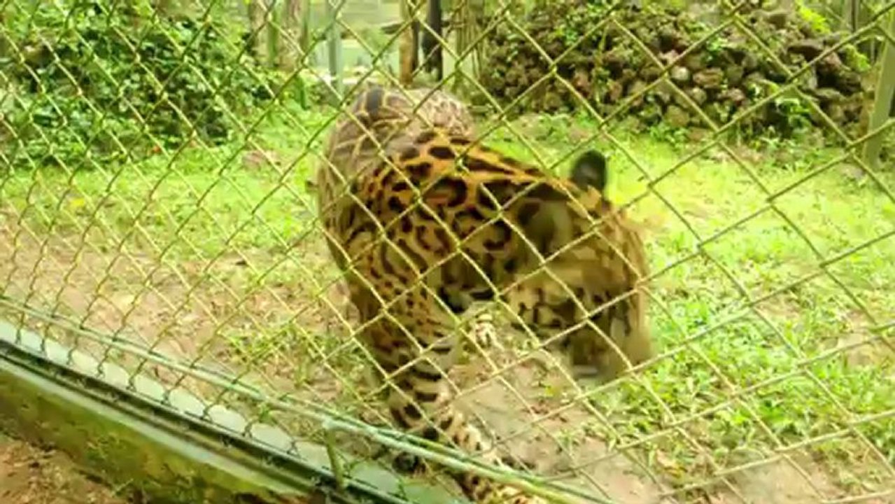 Brazilian conservationists try to save the American jaguar