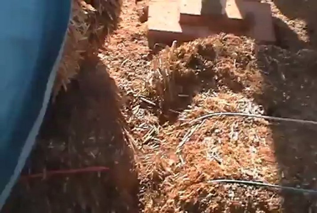 Duck vs. Tarantula Hawk