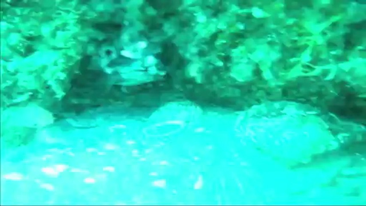 sites artificiels centre de Plongée le Poulpe du Barcares