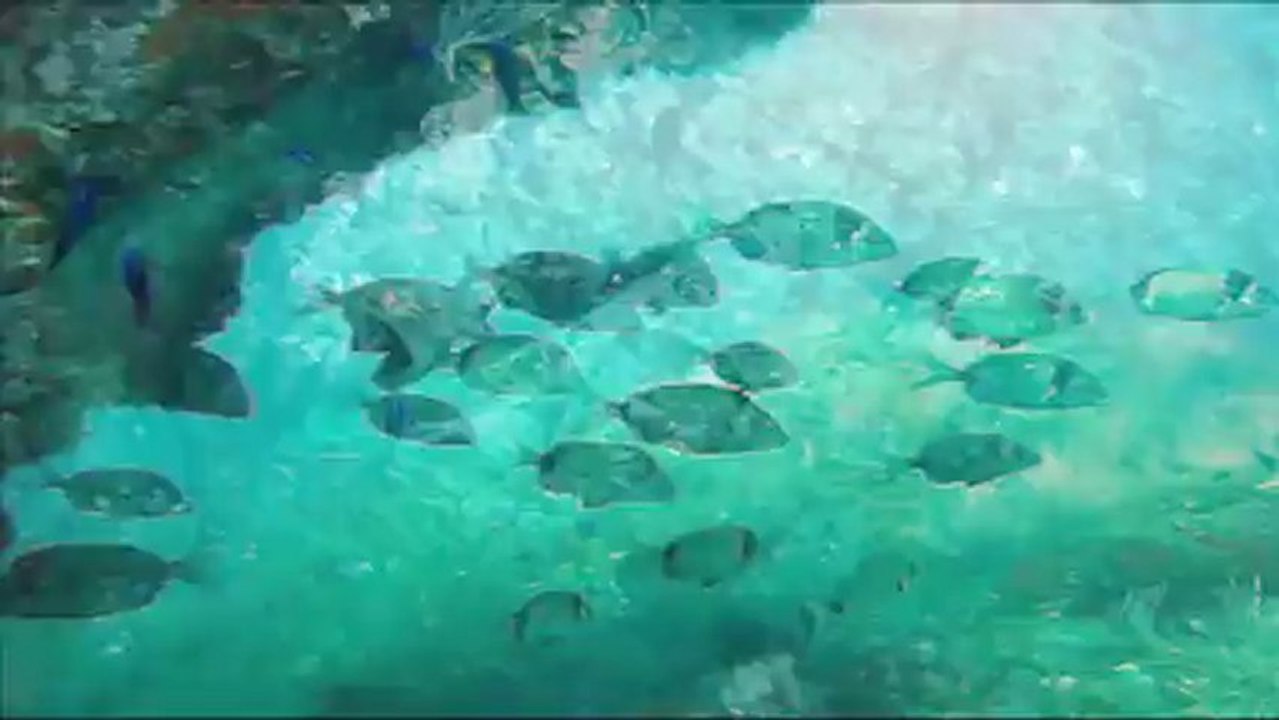 la côte vermeille  centre de Plongée le Poulpe du Barcares