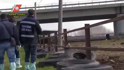Villa Literno (CE) - Bufale tra i rifiuti, allevamento sequestrato (21.02.13)