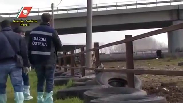 Villa Literno (CE) - Bufale tra i rifiuti, allevamento sequestrato (21.02.13)