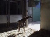 Nueva cra de jirafa en Bioparc Valencia (febrero 2013)