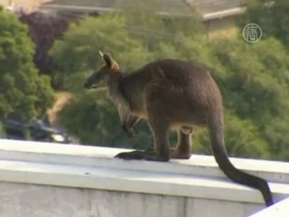 В торговом центре в Мельбурне ловили кенгуру