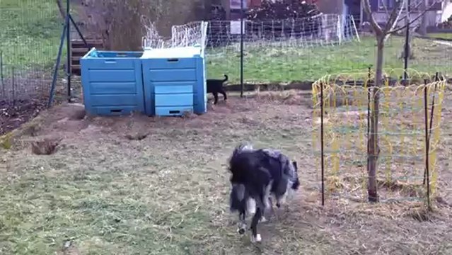 chiots Dixie & Black 8 semaines / vidéo 1