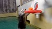 Sea Otter Plays Basketball to Exercise Arthritic Elbows