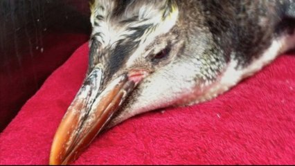 Antarctic Penguin Washes Up in New Zealand