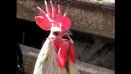 Kerim Hocanın En Baba Denizli Horozu'nun Has Ötüşü =ANTALYA