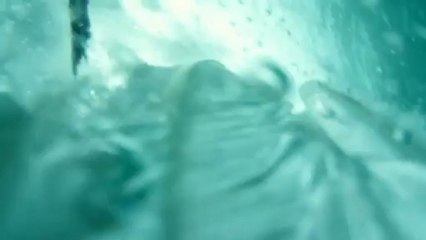 En vol avec un Fou de Bassan