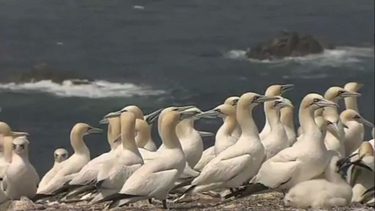 Les Fous de Bassan de l'Île Rouzic sur la Réserve naturelle des Sept-Îles