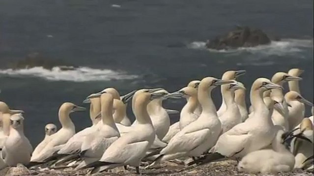 Les Fous de Bassan de l'Île Rouzic sur la Réserve naturelle des Sept-Îles