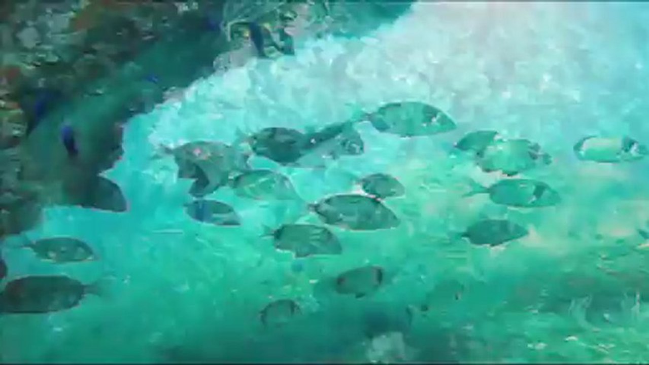 la côte vermeille  centre de Plongée le Poulpe du Barcares