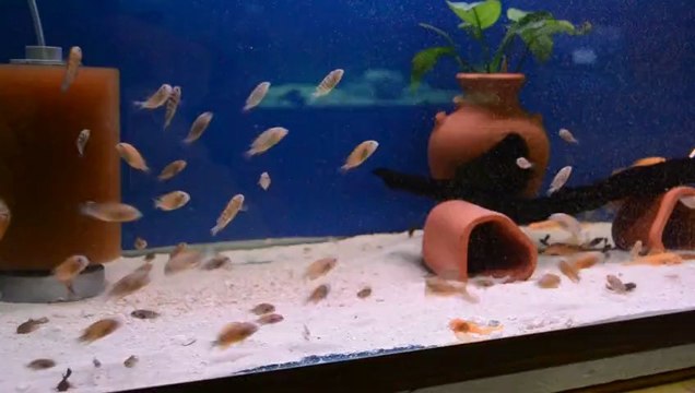 BEMBA GOLD YAVRULARI